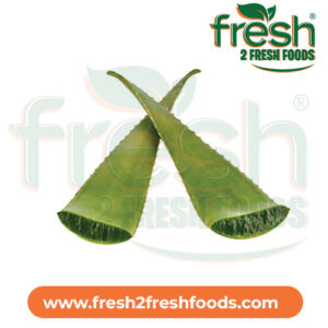 Aloe Vera Big leaf